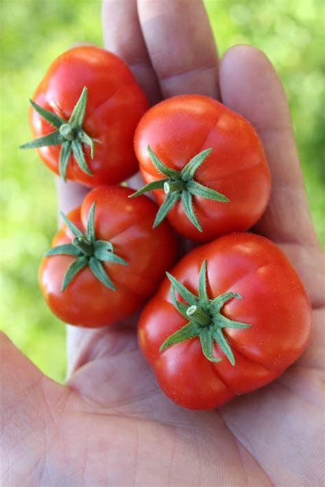 From Delicacy to Delight: The Culinary Evolution of Petite Tomatoes