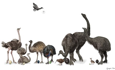 From Dodos to Ostriches: Exploring the Evolution of Flightless Birds