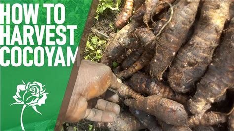 From Farm to Fork: The Journey of Harvesting Cocoyam