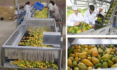 From Farm to Glass: The Journey of Mango Juice Production