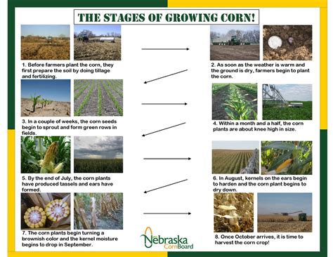 From Farm to Plate: The Journey of Maize Corn