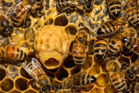 From Fear to Transformation: Unlocking the Potential for Personal Growth in Experiences with Bee Infestation