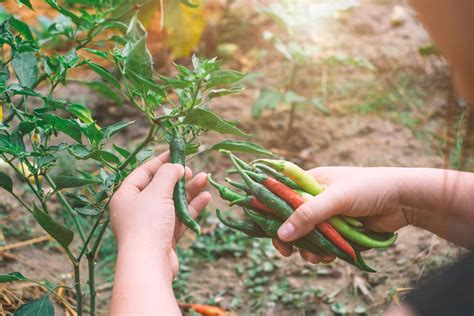 From Field to Plate: The Chili Harvesting Process