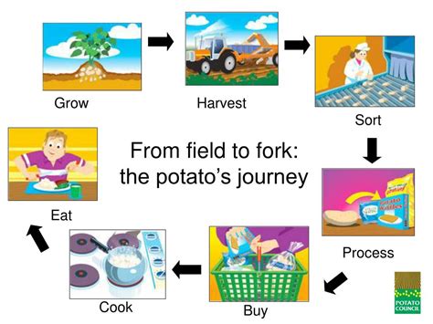 From Field to Plate: The Journey of a Potato