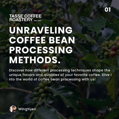 From Field to Roastery: Exploring the Coffee Bean Production Process