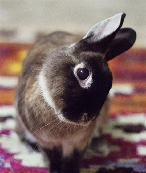 From Floppy Ears to Wiggly Tails: The Endearing Charm of Bunnies