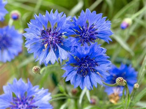 From Folklore to Art: The Impact of the Enchanting Blue Corn Flower on Culture