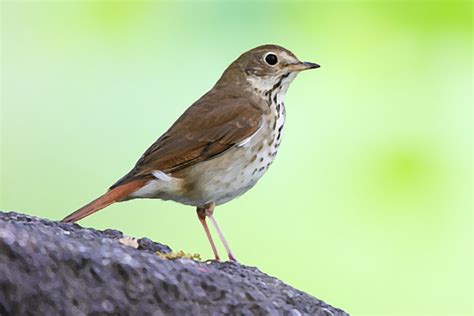 From Folklore to Pop Culture: The Scarlet Thrush in History