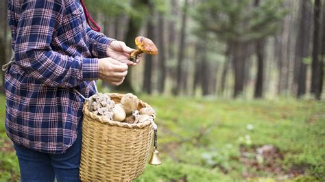 From Forest to Table: A Journey into Mushroom Harvesting