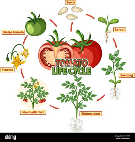 From Growth to Decay: Decoding the Life Cycle Symbolism of Tomato Dreams