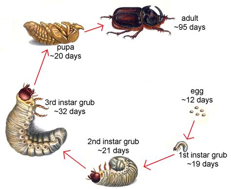 From Larvae to Insects: The Metamorphosis Process