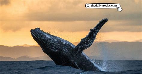 From Legend to Reality: Tales of Whale Vaulting