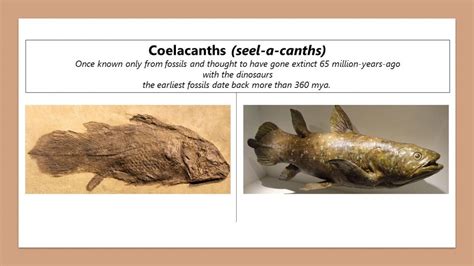 From Myth to Reality: The Evolutionary Implications of Fish Walking