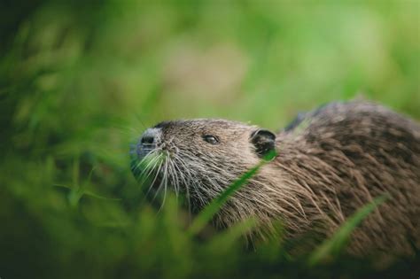 From Nature to Imagination: Exploring the Roots of Rodent Symbolism