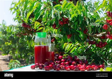 From Orchard to Table: Freshly Harvested Fruits