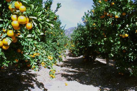 From Orchard to Table: The Enthralling Journey of Tangerines