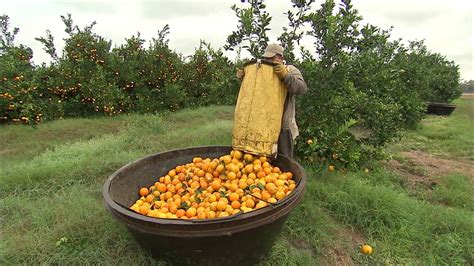 From Orchard to Table: The Voyage of Orange Harvesting