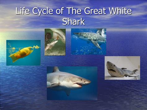 From Puppies to Giants: The Life Cycle of Great White Sharks