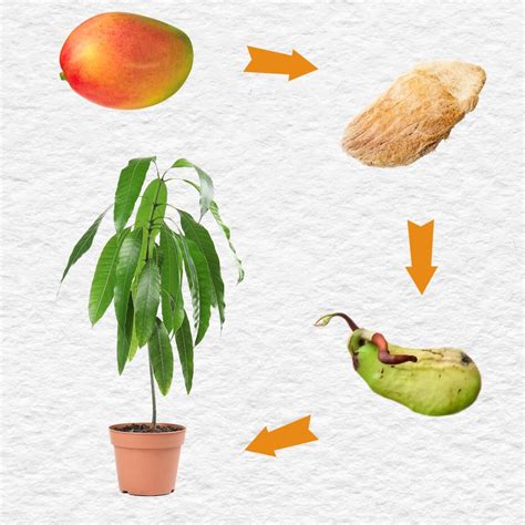 From Seed to Fruit: Understanding the Growth Process of Mango Trees