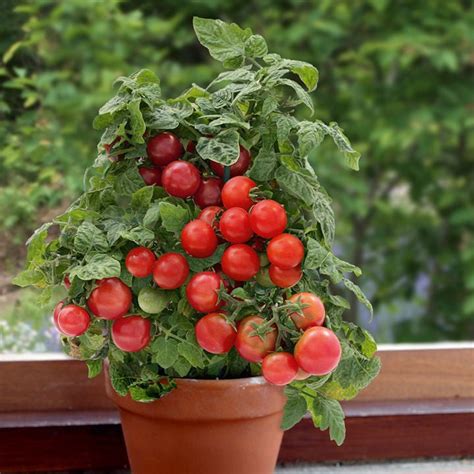 From Seed to Table: Experience the Delight of Cultivating Your Own Succulent Scarlet Tomatoes 