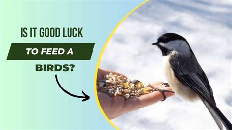 From Superstition to Science: Bird Food Dreams and Psychology