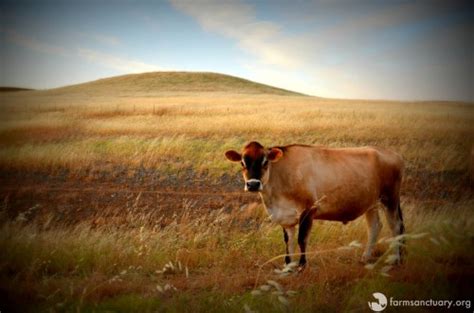 From Urban Life to a Sanctuary for Bovine Friends: An Extraordinary Voyage