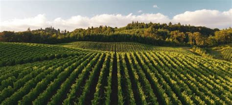 From Vine to Glass: Unearthing the Secrets of Champagne Production