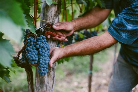 From Vine to Table: A Journey through the Harvesting and Processing of Golden Grapes