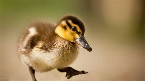 From Vision to Action: Preparing for the Mission of Saving Tiny Ducklings