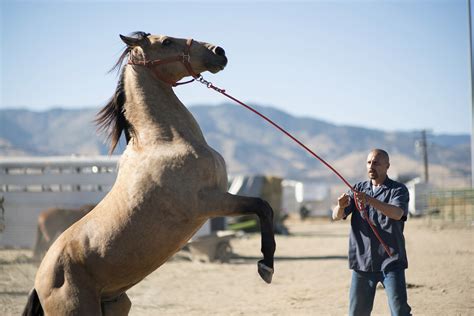 From Wild to Tamed: The Enchanting Journey of Breaking an Equine Companion