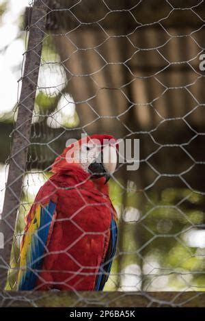 From Wilderness to Aviary: Captive Breeding Initiatives for the Scarlet Macaw