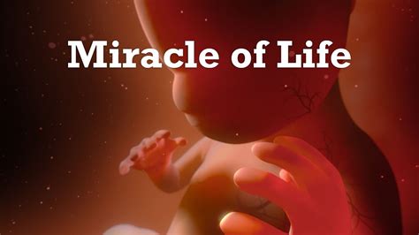 From a Tiny Seed: The Miracle of Life