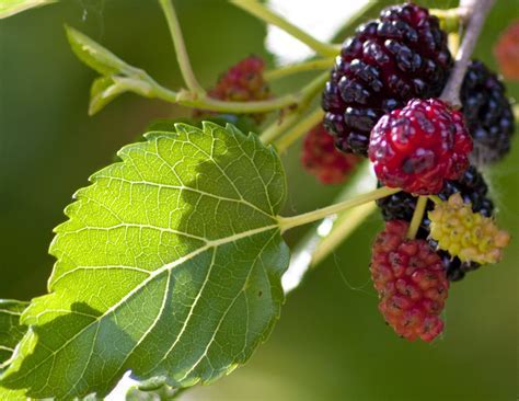 Fruitful Transformation: Unveiling the Profound Significance of Dreams Involving Hurling Grapevines