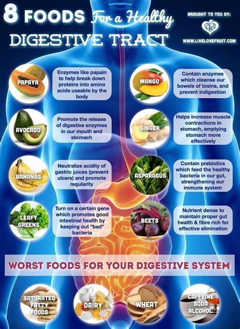 Fueling the Fire: The Role of Diet in Sustaining Optimal Digestive Function