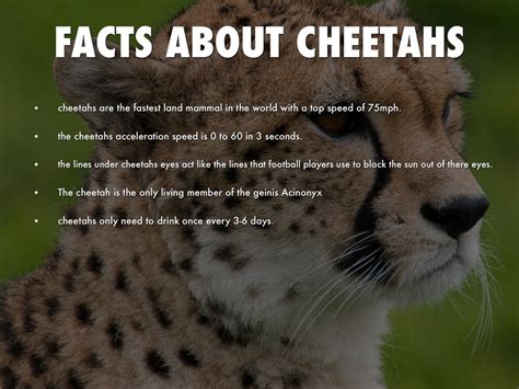 Fun Facts: Interesting Trivia about Cheetah Blige