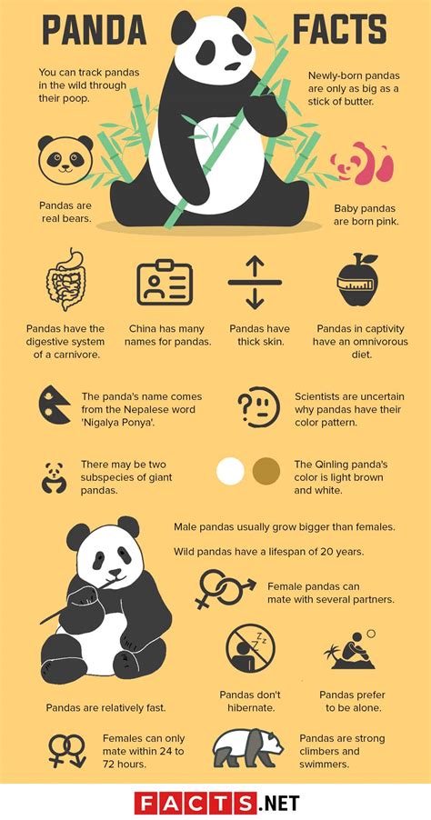 Fun Facts about Luna Panda