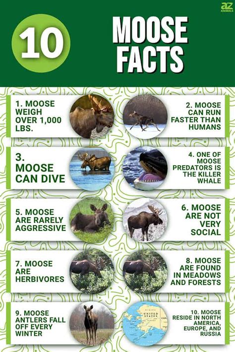 Fun Facts and Intriguing Tidbits