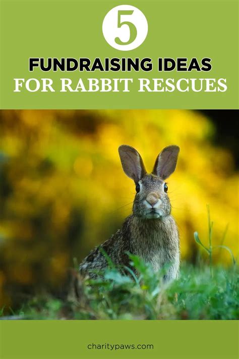 Fundraising Ideas to Support Rabbit Rescue Initiatives