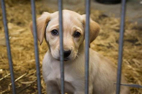 Fundraising for Rescue Organizations Dedicated to Abandoned Puppies