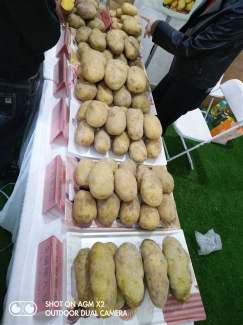 Future of Potatoes: Exploring Potential in Biotechnology