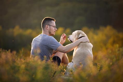 Gaining Trust and Establishing a Connection with the Injured Canine Companion