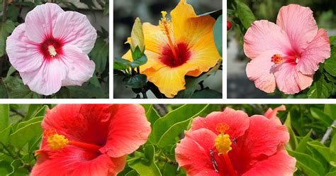 Gardening Tips: How to Nurture Your Hibiscus Plant