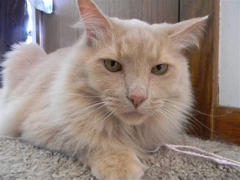 Get Acquainted with the Up-and-Coming Feline: Blonde Cat