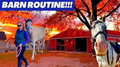 Get a Glimpse into the Daily Routine of Equestrian Facilities and Understand the Commitment Involved