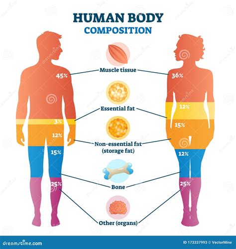 Get detailed information on his body composition