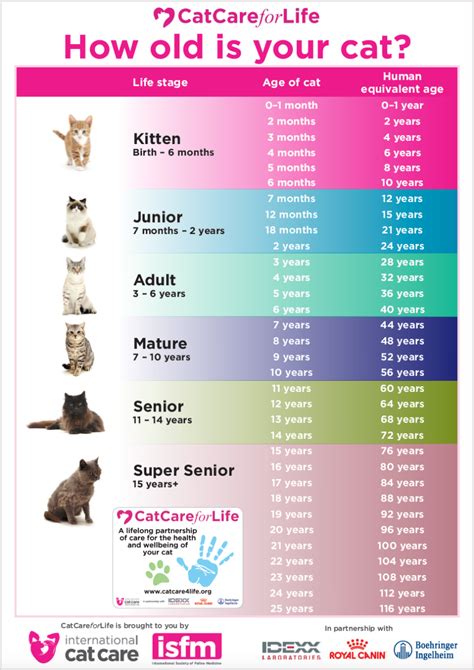 Get to Know Christi Cats: Age and Height