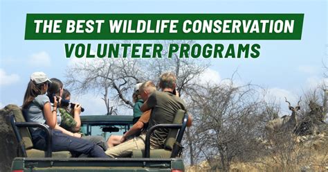 Getting Involved: How Individuals Can Contribute to Wildlife Conservation