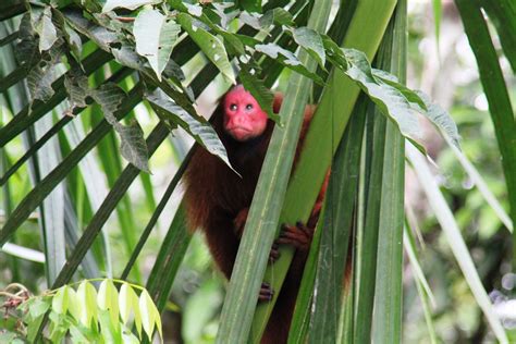 Getting to Know India Amazonas