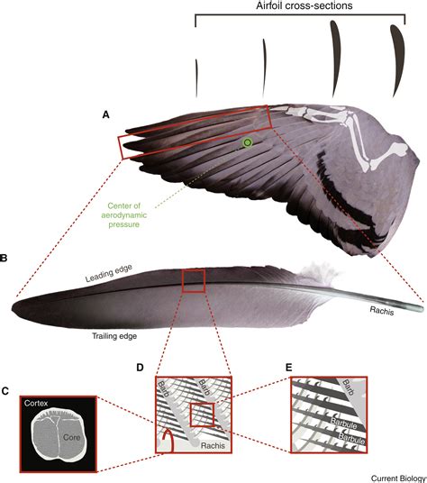 Given Interpretations of Avian Flight Within a Dwelling