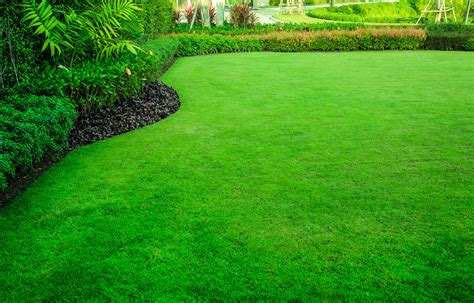 Go Green: Essential Tips for Cultivating a Beautiful Lawn